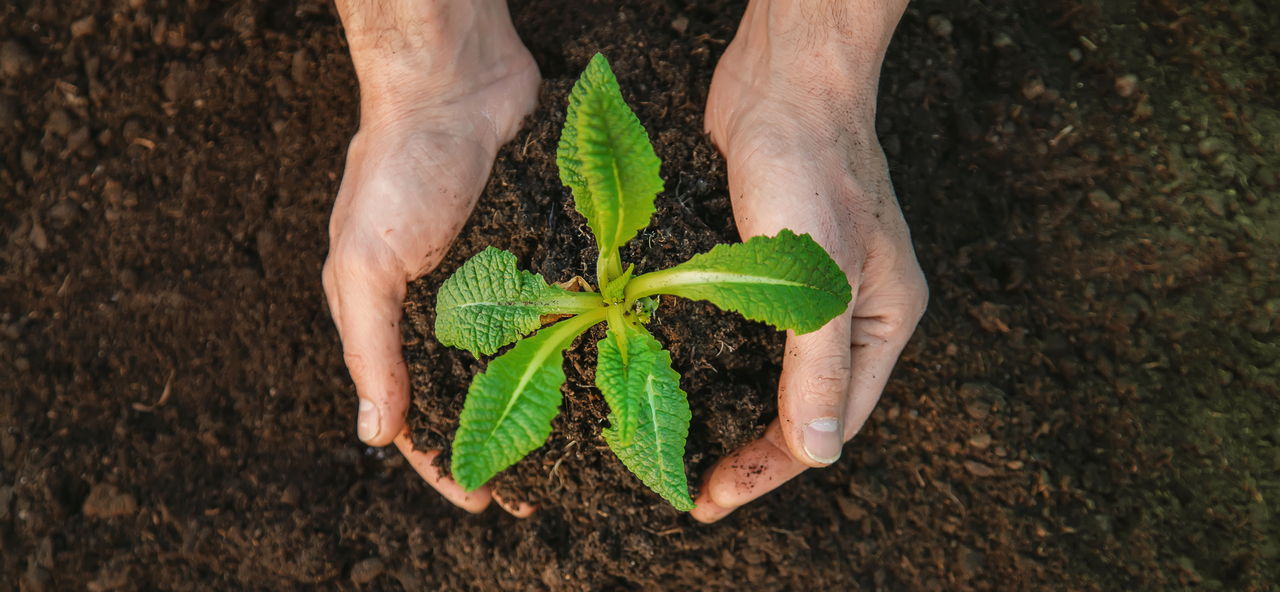 Hands planting in the soil